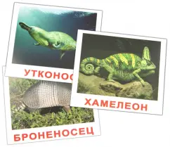 A set of cards "Exotic animals" (16.5x19.5 cm): Nosova