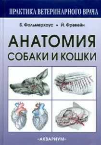 Anatomy of the dog and cats: Ambigruber