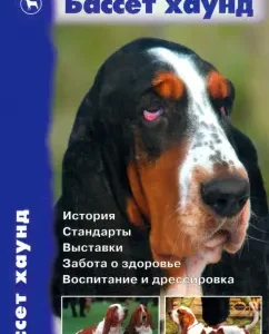 Basset Hound. Story. Standards. Exhibitions. Health care. Education and training: Betty Stenmark
