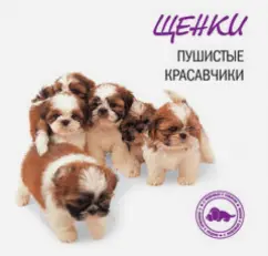 Puppies. Fluffy handsome