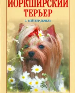 Yorkshire Terrier. Beauty and friendliness: Suzan Boytler-Demel