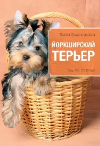 Yorkshire Terrier: Elena Evdokimova